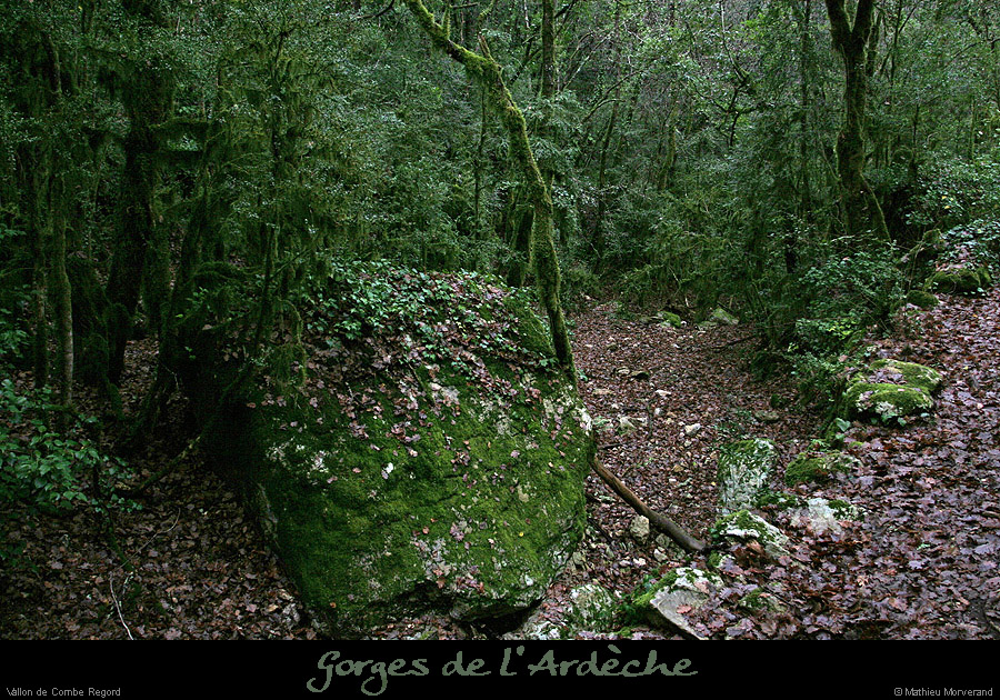20041226_comberegordbas