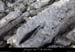 20100327_gournier_lapiazhtfalaises