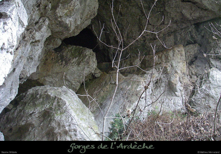20080220_baumebruladein2