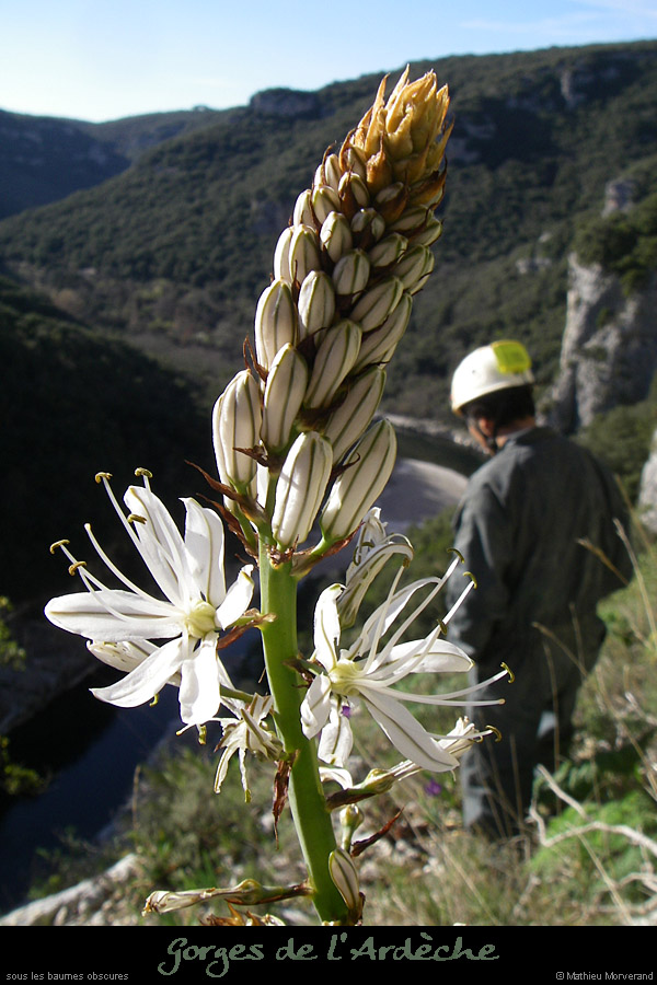 20080314_ssbaumesobscurefleur1