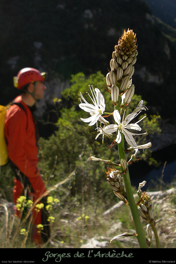 20080314_ssbaumesobscurefleur2