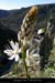20080314_ssbaumesobscurefleur1
