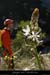 20080314_ssbaumesobscurefleur2