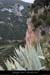 20090411_belvmadeleine1
