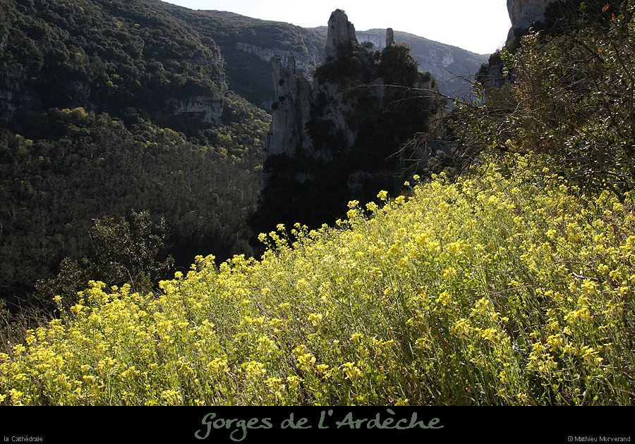 20100405_viresousmalbosc_fleurs03