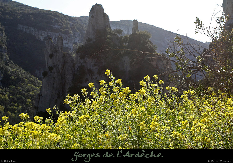 20100405_viresousmalbosc_fleurs05