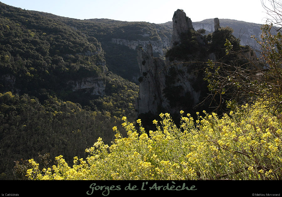 20100405_viresousmalbosc_fleurs07