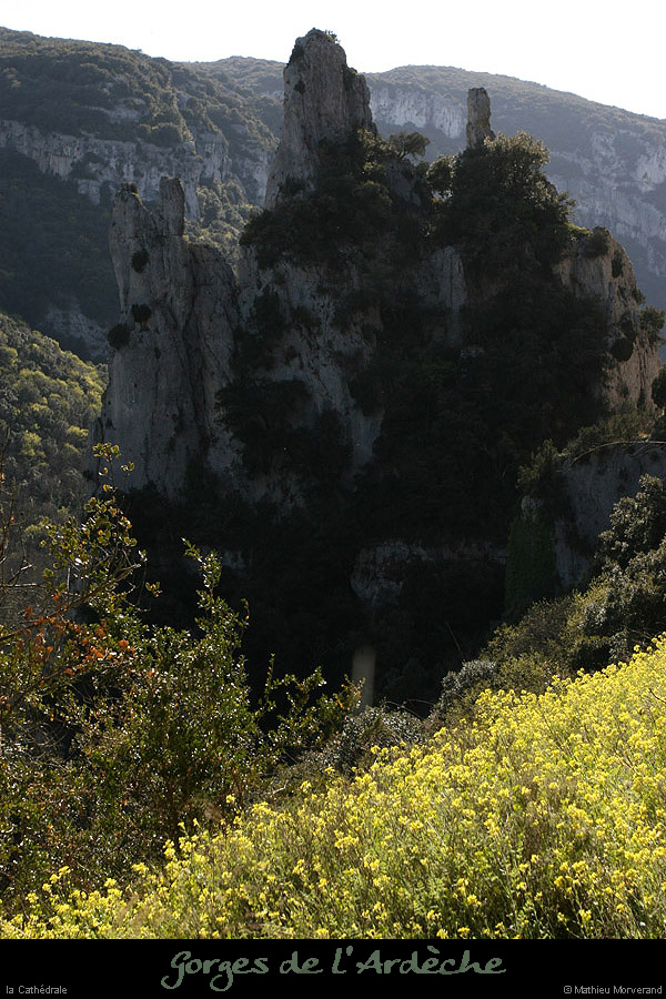 20100405_viresousmalbosc_fleurs09