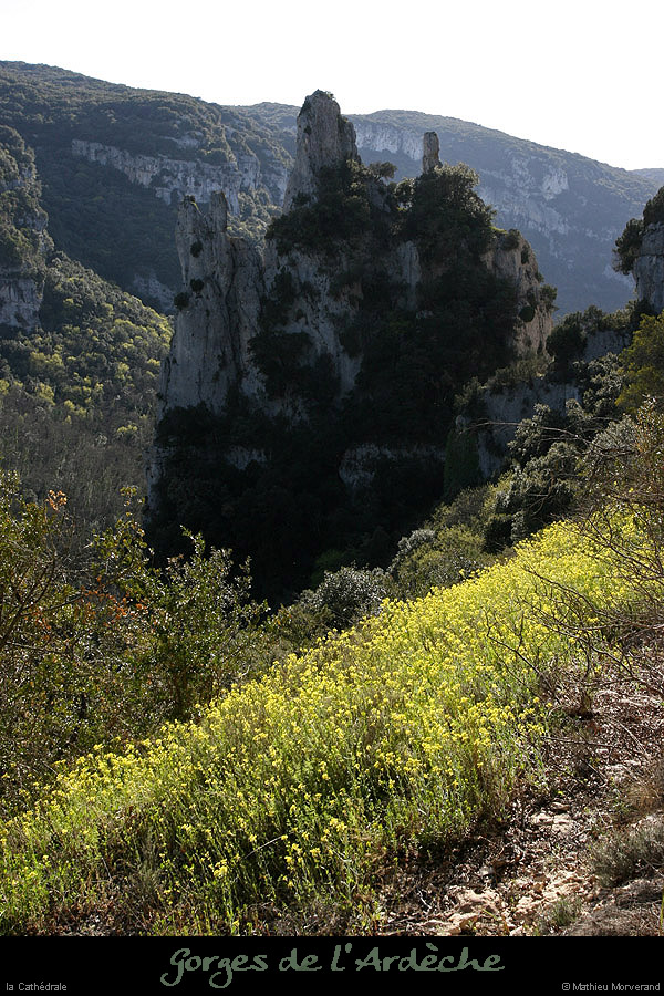 20100405_viresousmalbosc_fleurs11