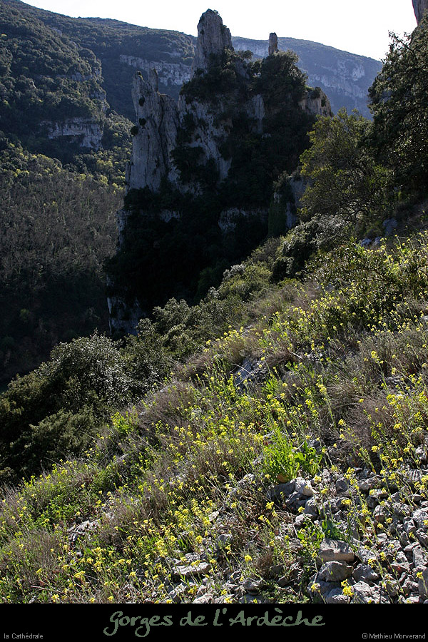 20100405_viresousmalbosc_fleurs12
