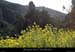 20100405_viresousmalbosc_fleurs05