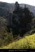 20100405_viresousmalbosc_fleurs09