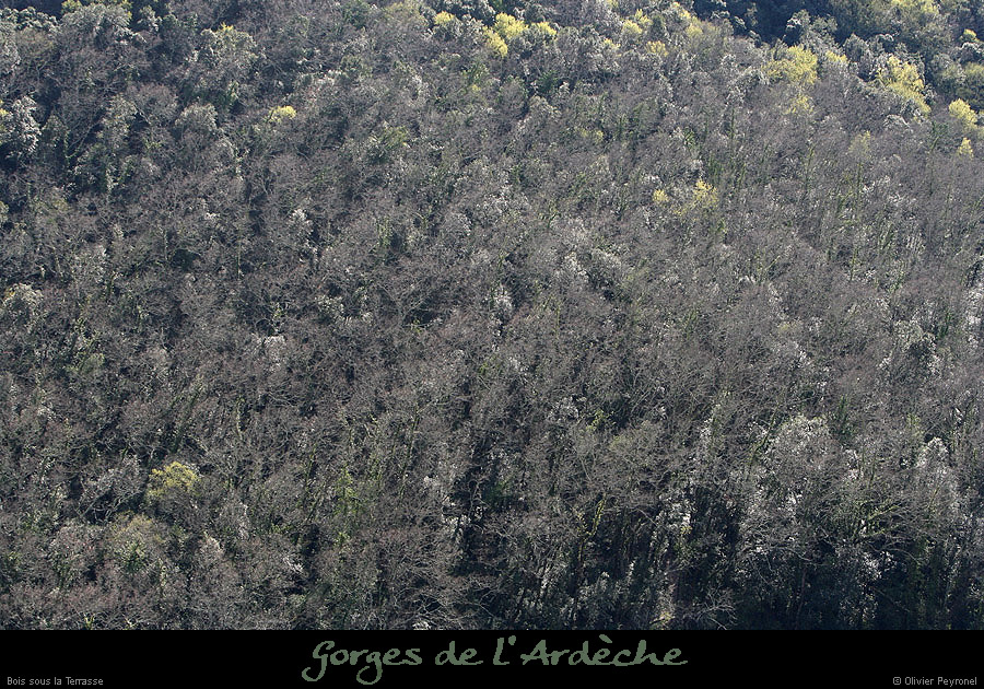 20100405_boissouslaterrasse