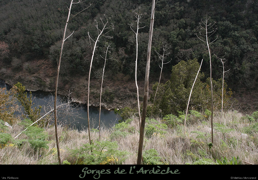 20100318_vireperilleuse1