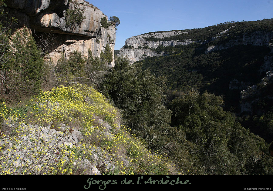 20100405_viresousmalbosc_fleurs01
