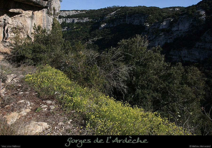20100405_viresousmalbosc_fleurs02