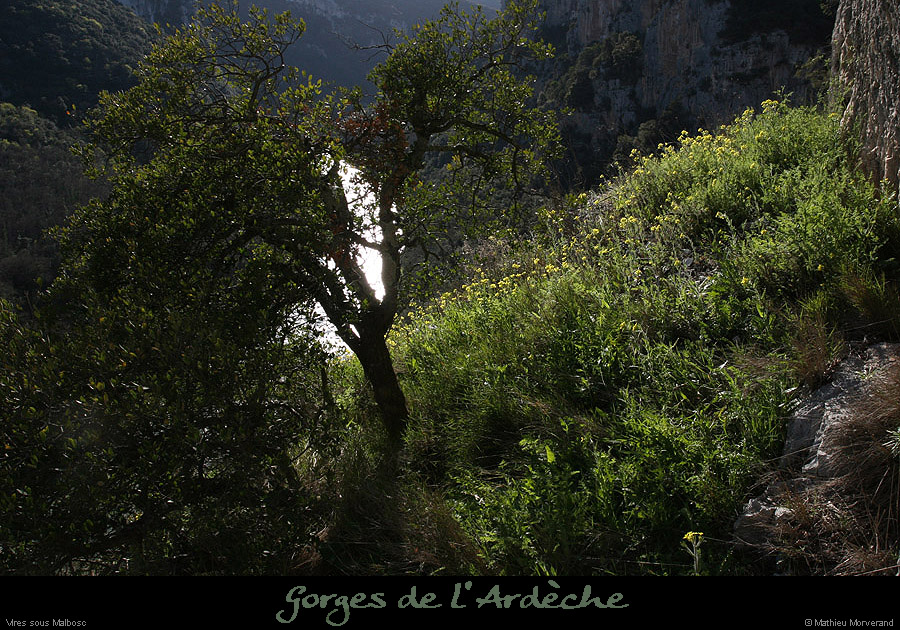 20100405_viressmalbosc4