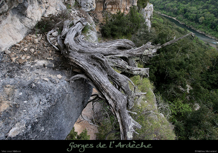 20100424_viressousmalbosc1