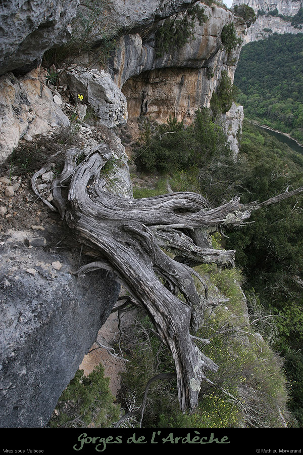 20100424_viressousmalbosc2