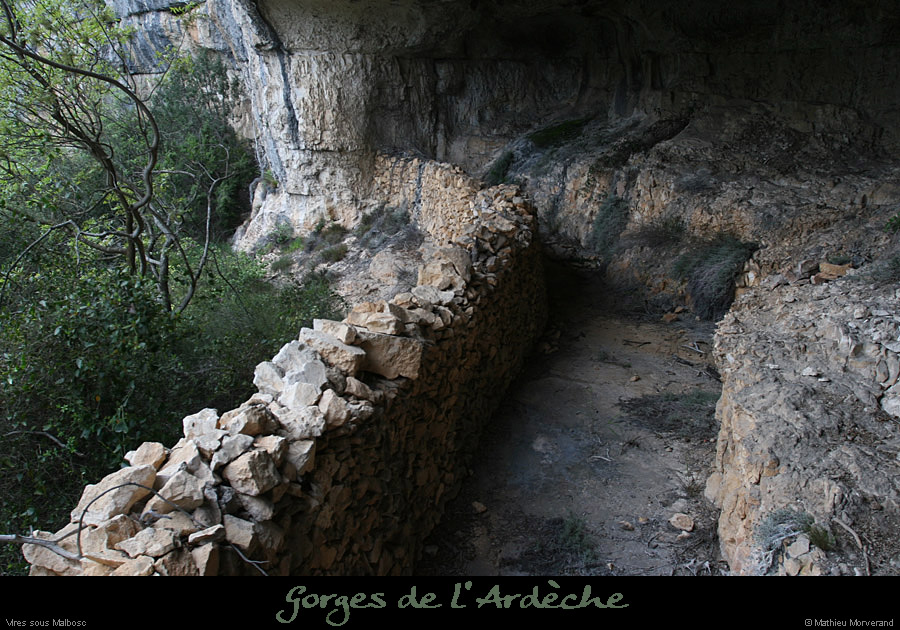 20100424_viresssmalboscb_baume6