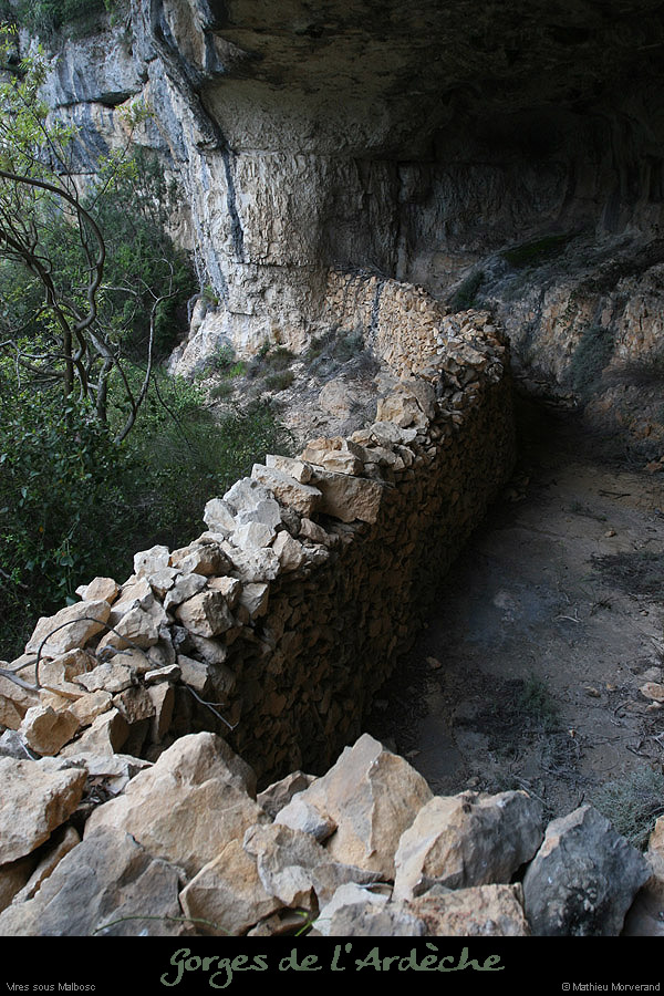 20100424_viresssmalboscb_baume7