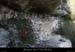 20100405_viresousmalbosc_abrisousrochea07