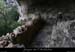 20100424_viresssmalboscb_baume2