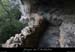 20100424_viresssmalboscb_baume6