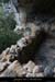 20100424_viresssmalboscb_baume7