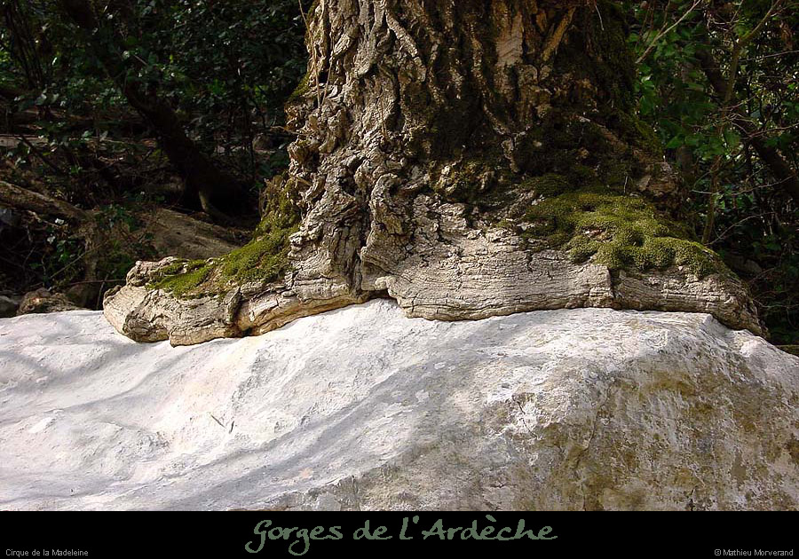 20010316_templiersarbre