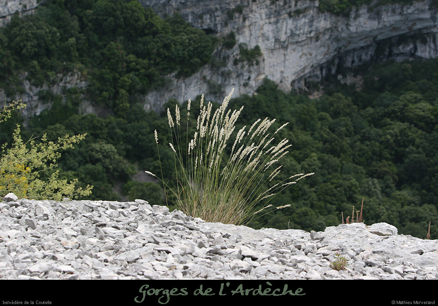 20080608_belvcoutelle2