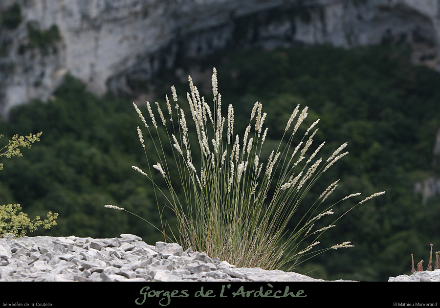 20080608_belvcoutelle5