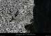 20080927_rapidefeve04