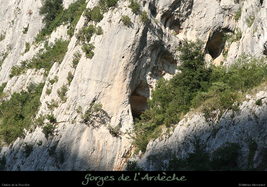 20080920_rouvierefalaise