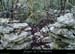 20151230_anciennecharbonnierepreschanet2