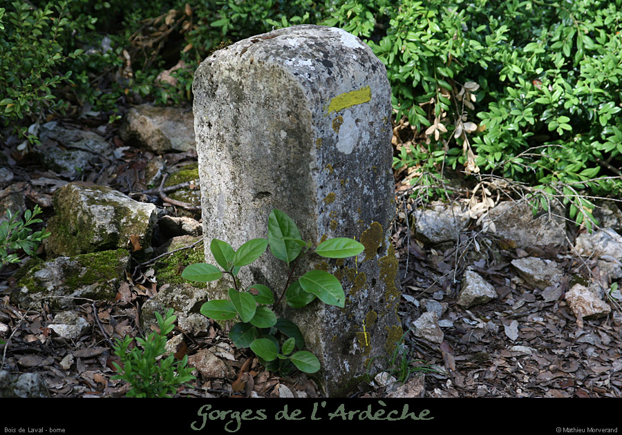20080518_boisdelavalborne2