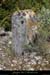 20080518_boisdelavalborne1