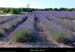 20010701_plateaudulaoul_lavande_4