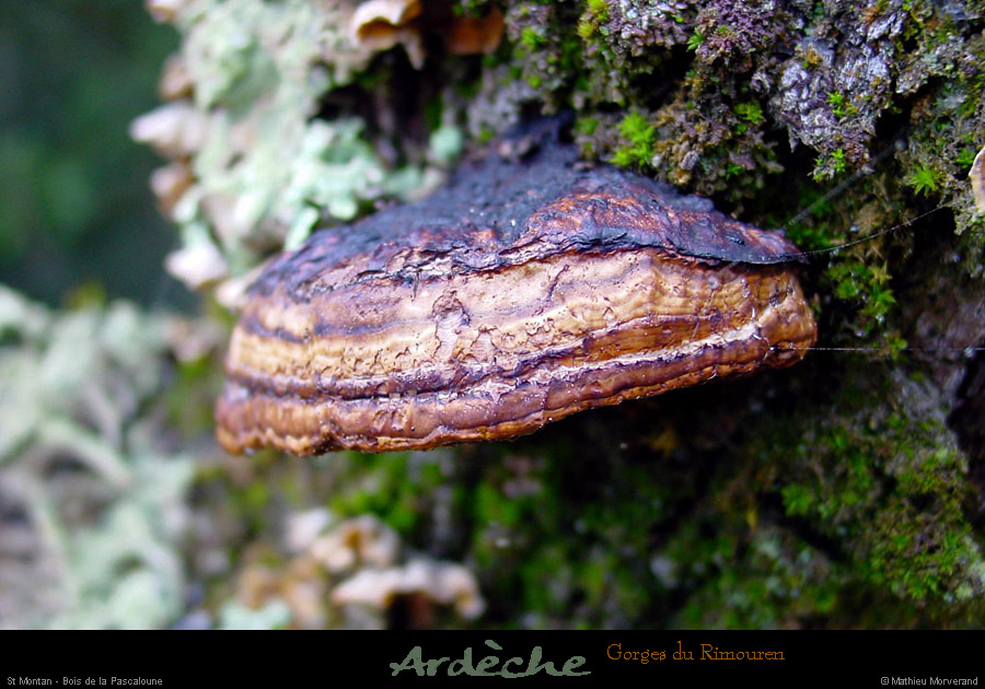 20021223_boisderimouren_champignon