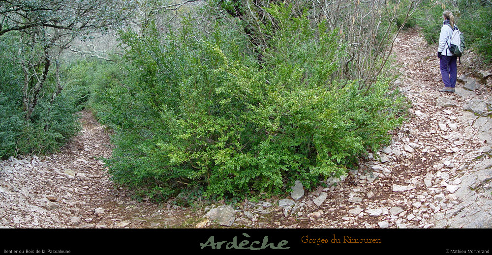 20030222_boisderimouren_sentier_christelle_2