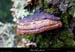 20021223_boisderimouren_champignon