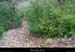 20030222_boisderimouren_sentier