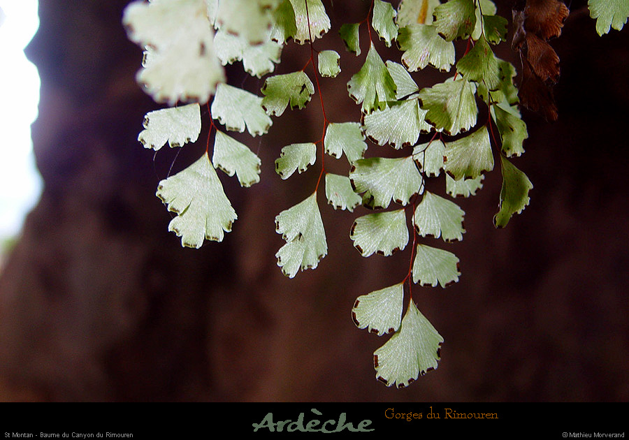 20030222_gorgesdurimouren_baume_feuilles_2