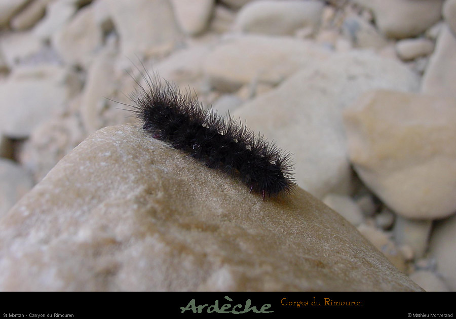20030222_gorgesdurimouren_canyon_chenille_2