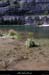 20100410_rapidegrazel4