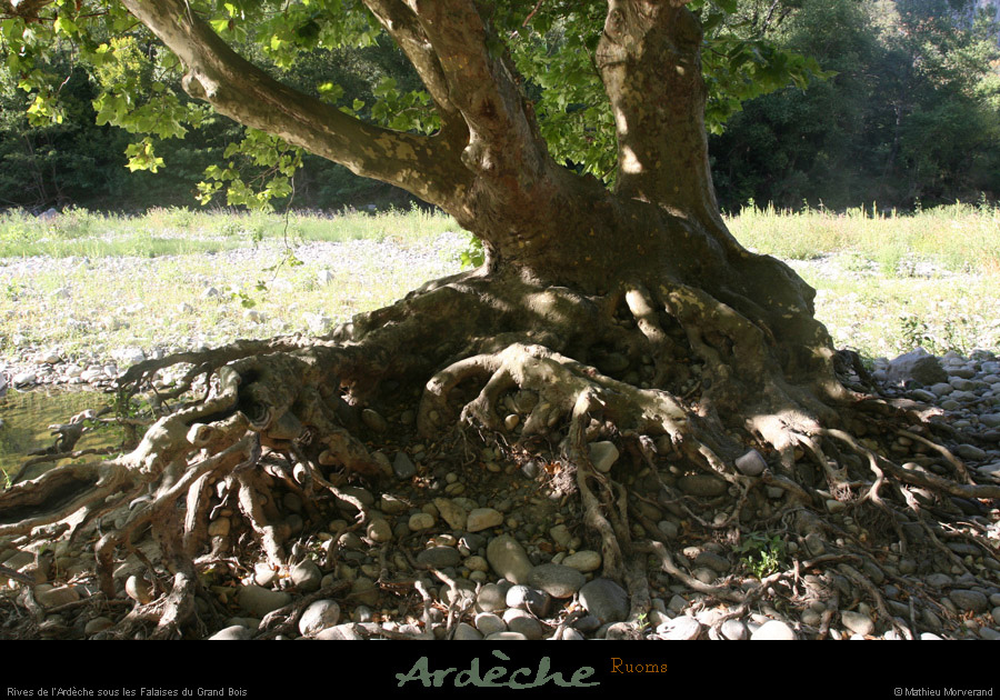 20090822_amconfluenceligneardeche_racines