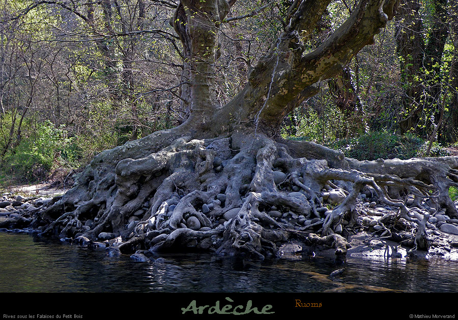 20100410_ssfalaisespetitbois_arbre1