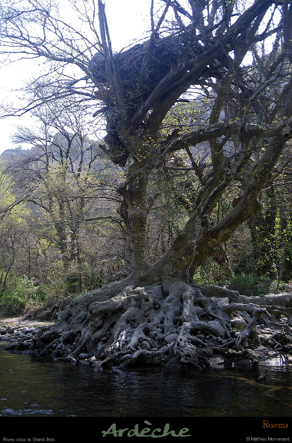 20100410_ssfalaisespetitbois_arbre3