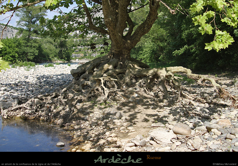 20110501_ruoms_amconfluence_arbrearaignee2
