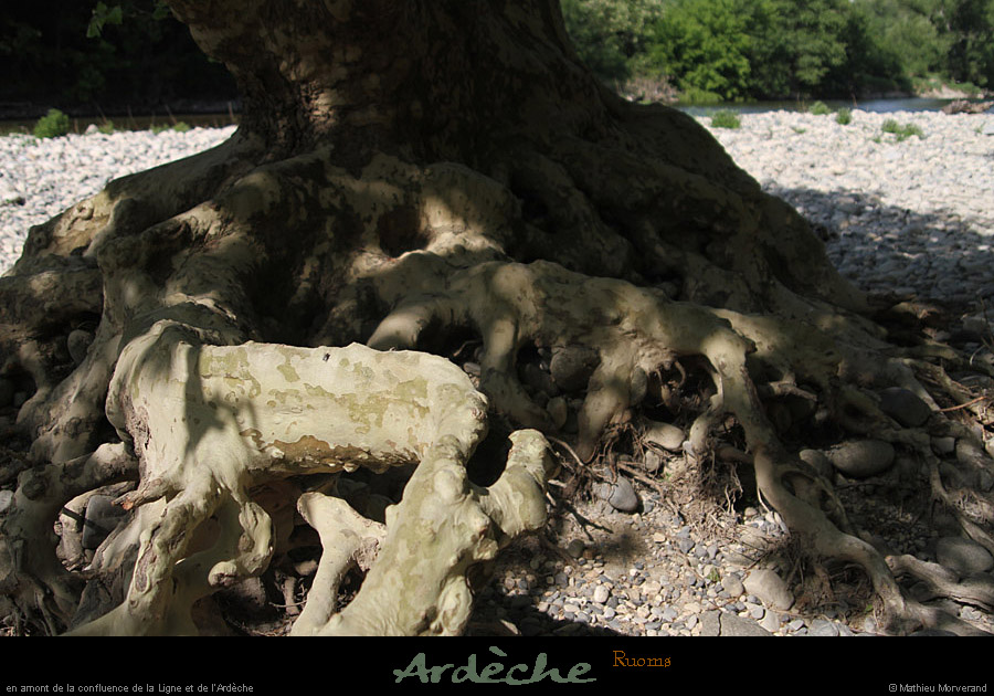 20110501_ruoms_amconfluence_arbrearaignee5